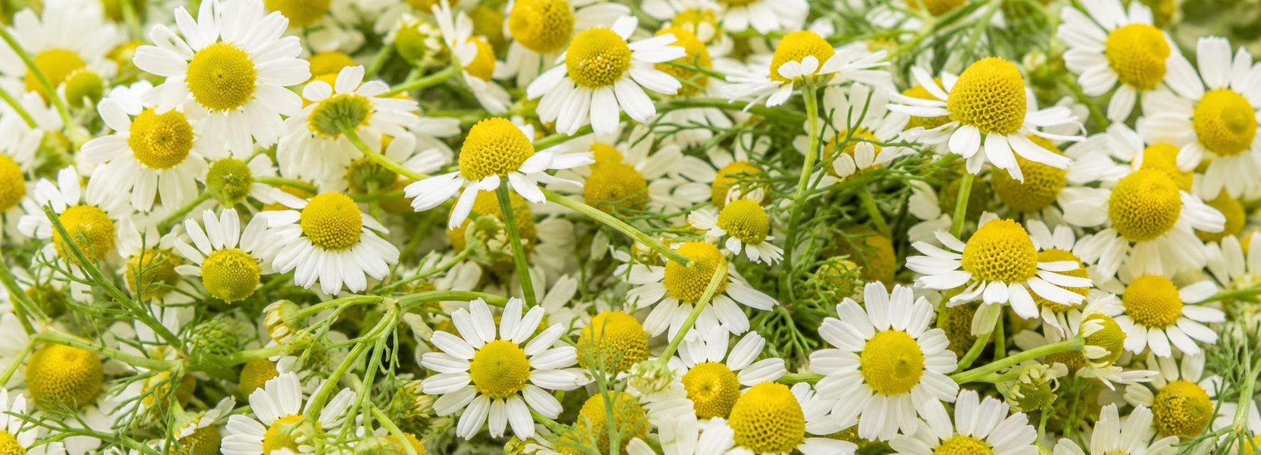 Flores de manzanilla