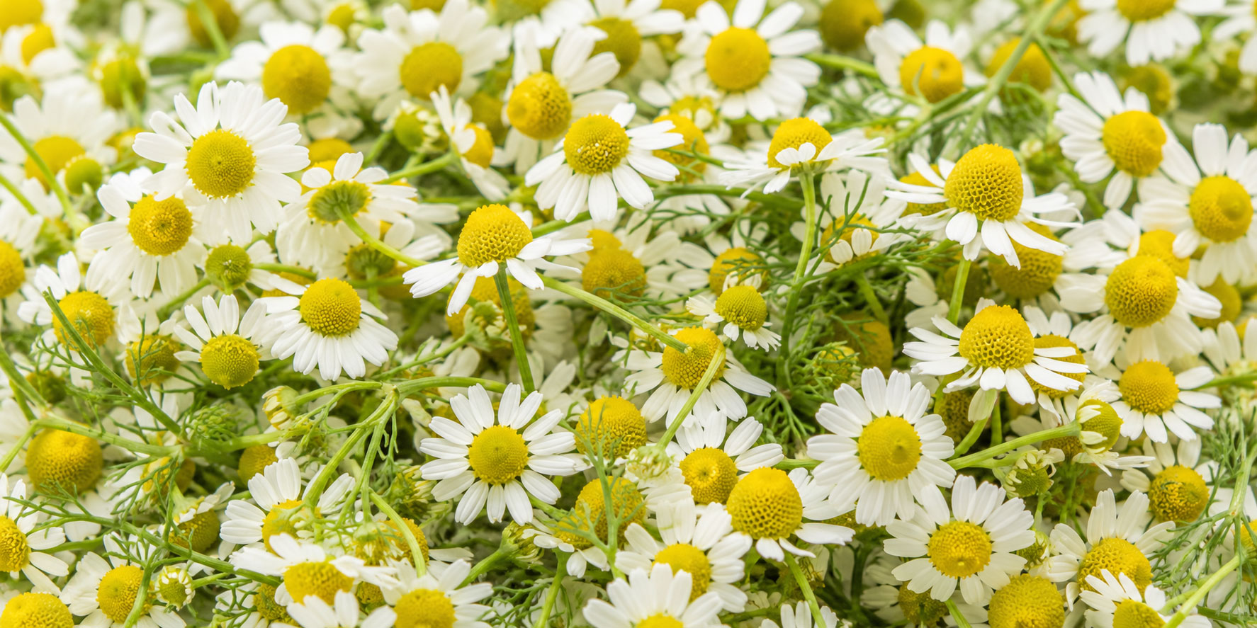 Flores de manzanilla