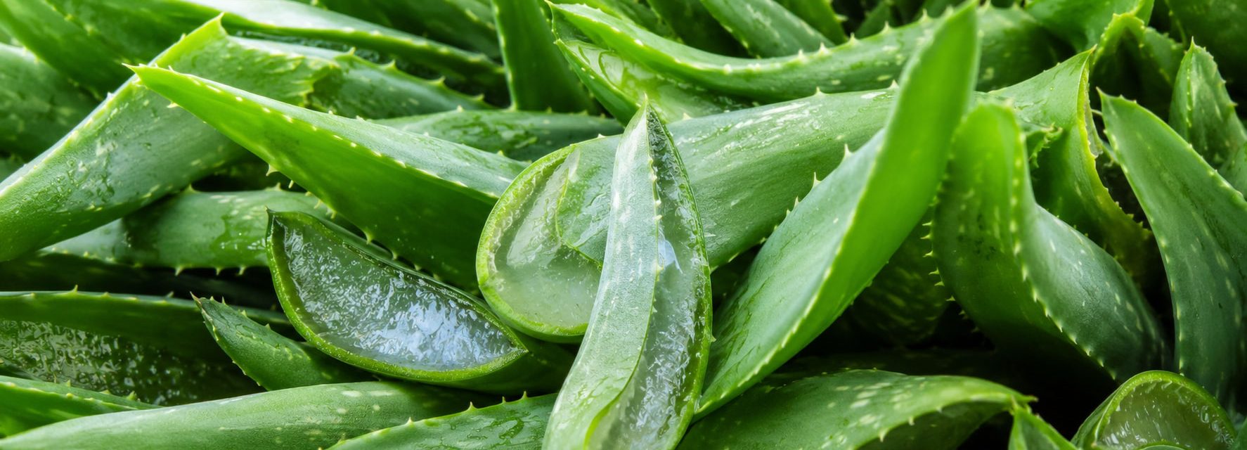 aloe vera