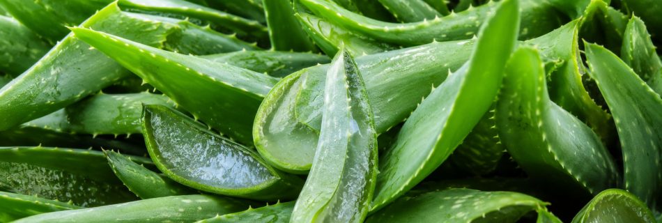aloe vera