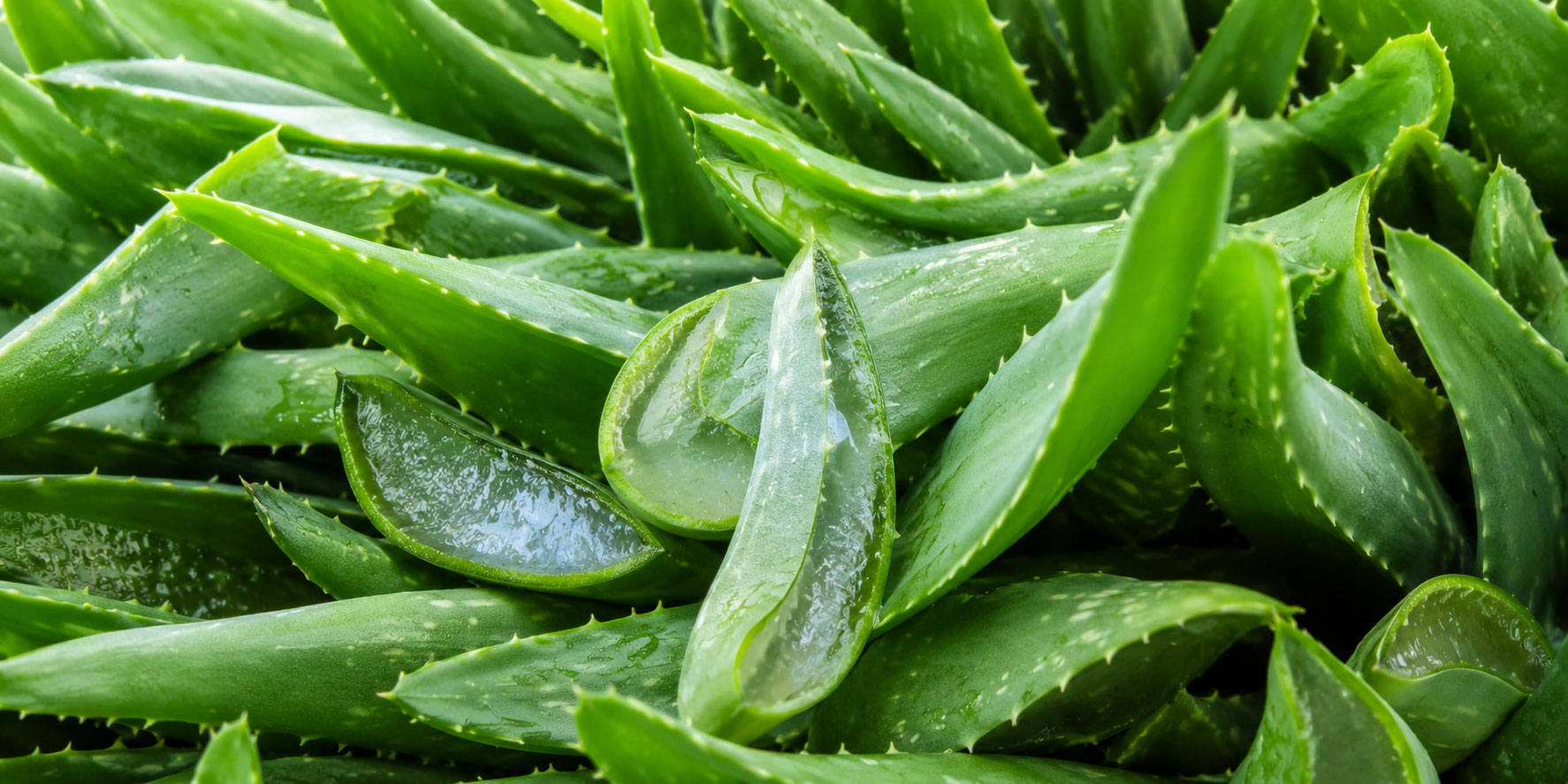 aloe vera